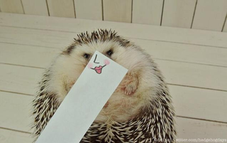 Illustration for article titled Hedgehog Impersonates Pikachu (and More)